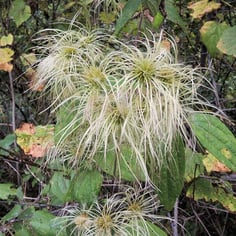 Devil's Darning Needles 3