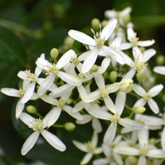 Devil's Darning Needles 2