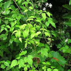 Devil's Darning Needles 4