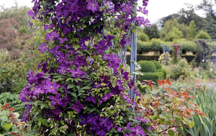 Italian Clematis