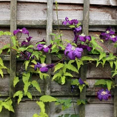 Italian Clematis 2