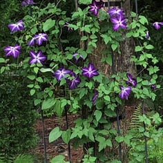 Italian Clematis 3