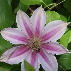 Clematis 3