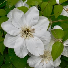 Clematis 4