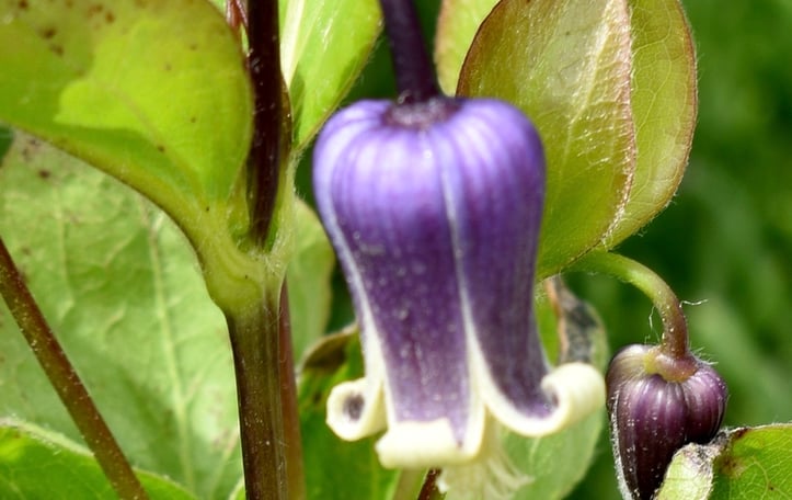 Clematis
