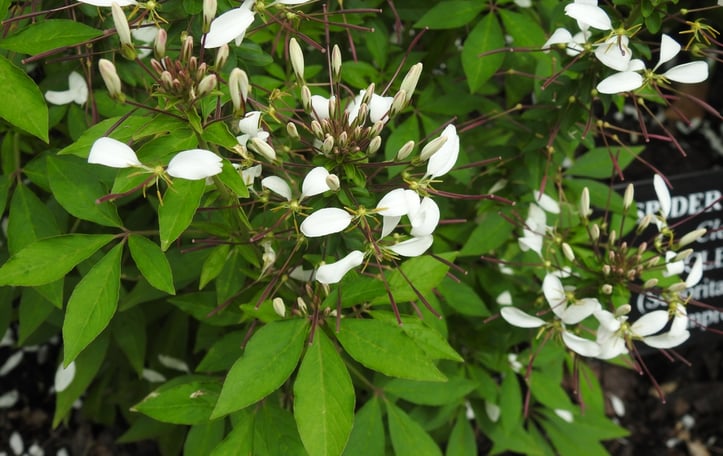 Señorita Blanca Cleome