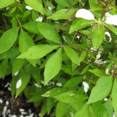 Señorita Blanca Cleome 2