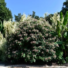 Harlequin Glorybower 3