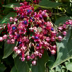 Harlequin Glorybower 4