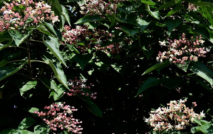 Harlequin Glorybower