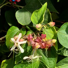 Harlequin Glorybower 2