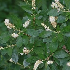 Alderleaf Clethra 4