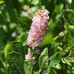Alderleaf Clethra 2
