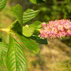 Alderleaf Clethra 3