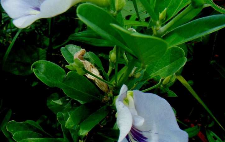 Butterfly Pea