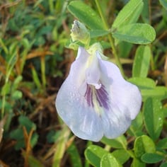 Butterfly Pea 2