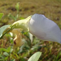 Butterfly Pea 3