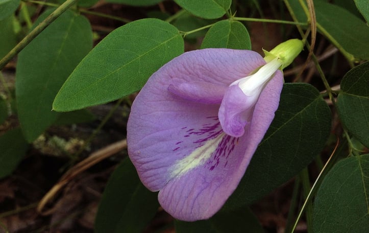 Atlantic Pigeonwings