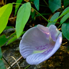 Atlantic Pigeonwings 2