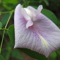 Atlantic Pigeonwings 3