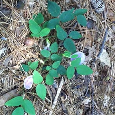 Atlantic Pigeonwings 4