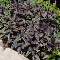Silver Coleus 3