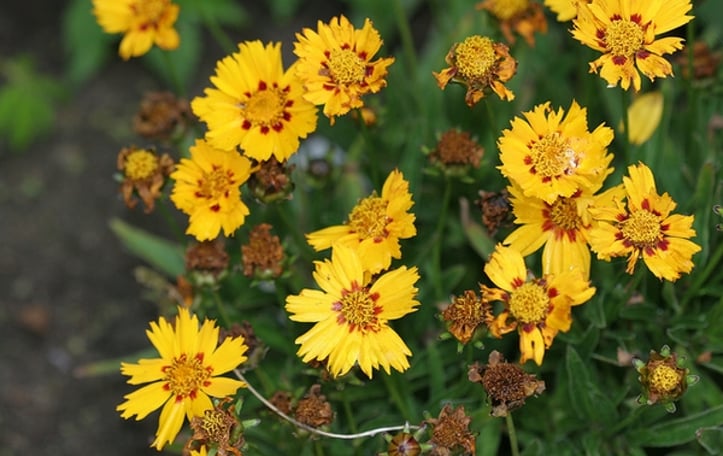 Lanceleaf Coreopsis