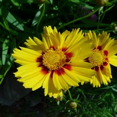 Lanceleaf Coreopsis 2