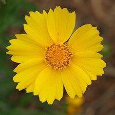 Lanceleaf Coreopsis 3