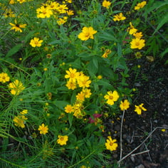 Lanceleaf Coreopsis 4