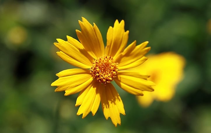 Sunshine Superman Tickseed