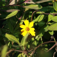 Sunshine Superman Tickseed 2