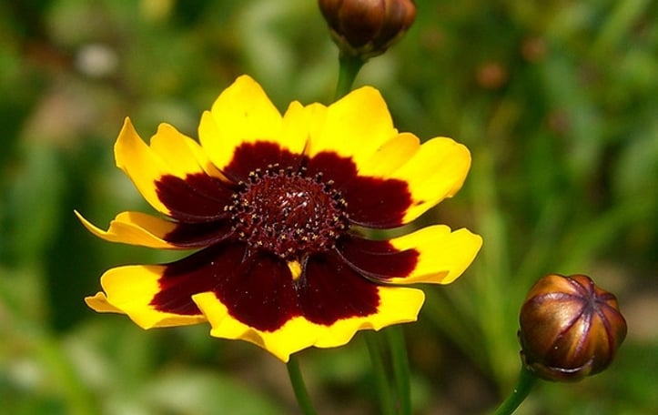 Calliopsis