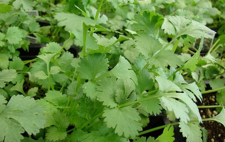 Chinese Parsley