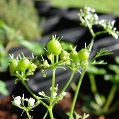Chinese Parsley 3