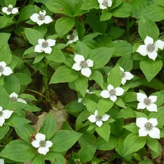 Bunchberry 3