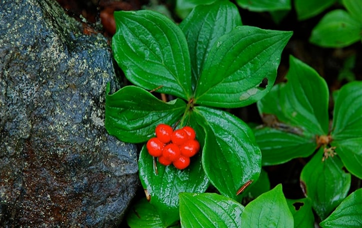 Bunchberry