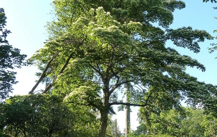 Giant Dogwood