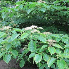 Giant Dogwood 2