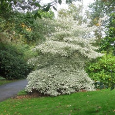 Giant Dogwood 4
