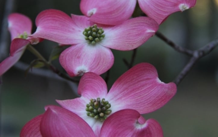 Flowering Dogwood