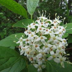 Bluefruit Dogwood 2
