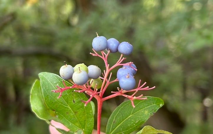 Bluefruit Dogwood