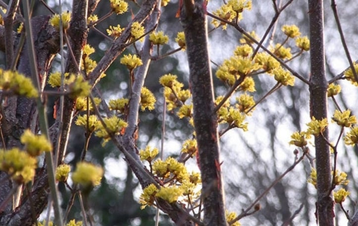 Chinese Cornelian Dogwood