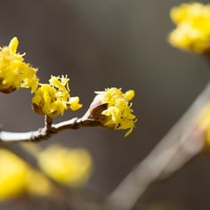 Chinese Cornelian Dogwood 2