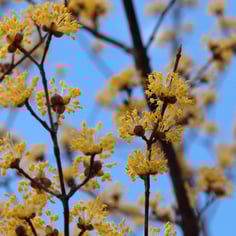 Chinese Cornelian Dogwood 3
