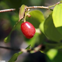 Chinese Cornelian Dogwood 4