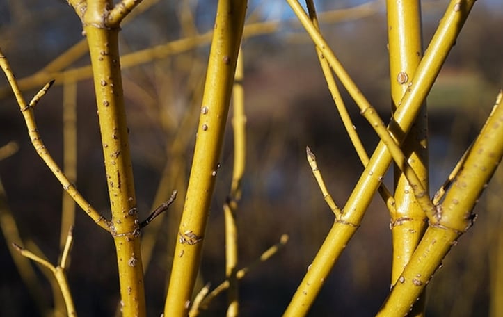 Golden Twig Dogwood