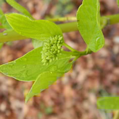 Golden Twig Dogwood 3