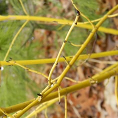 Golden Twig Dogwood 4